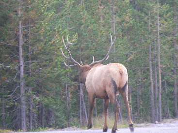 wyel-11-day1-11 Bull Elk in poor light.jpg (294900 bytes)